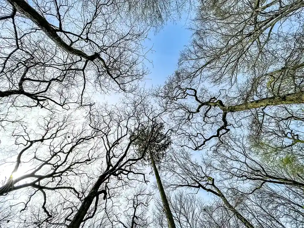 Représentation de la mission AAAS