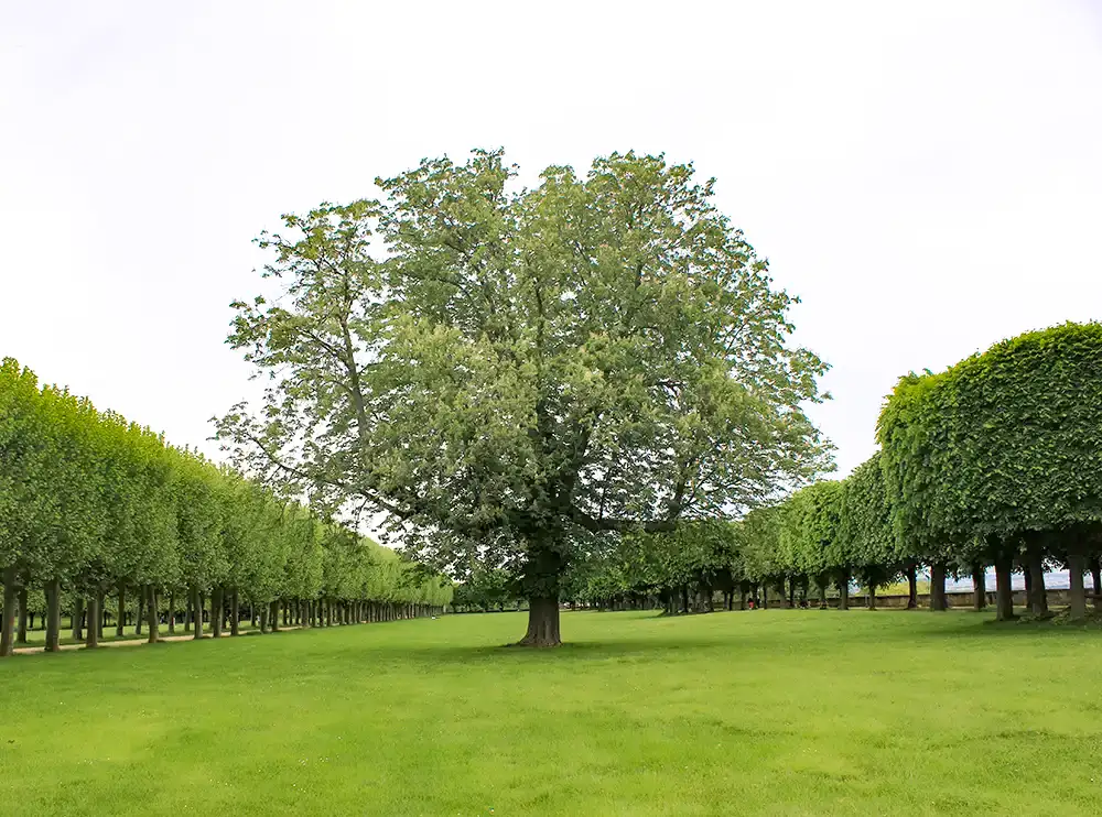 Independence: guarantee of impartiality